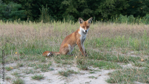 Fuchs Beobachtet