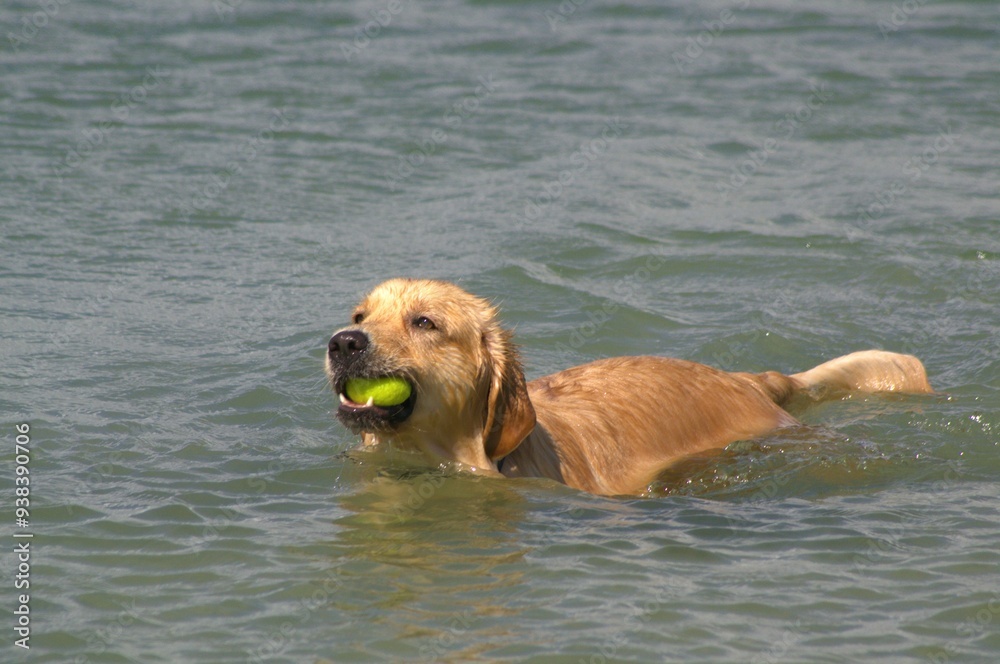 A dog plays with his ball on Margarita Beach.
The ball is a golden's best friend, or anything he likes to chase, if it is in the water much better! A dog plays with his ball on Margarita Beach.
The ball is a golden's best friend, or anything he likes to chase, if it is in the water much better!