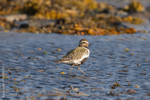 European golden plover, Eurasian golden plover - Pluvialis apricaria walking on sand with stones in background. Photo from Djupivogur in East Iceland.