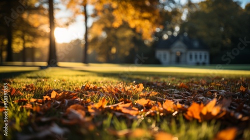 Wallpaper Mural Fallen Yellow Leaves Among Green Grass in Autumn Torontodigital.ca