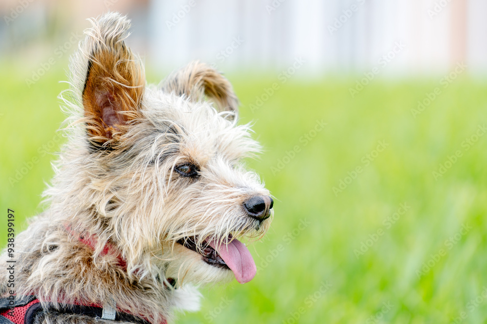 portrait of a wired haired terrier dog breed portrait of a wired haired terrier dog breed