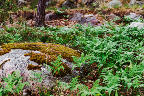 Stone path with moss covered stonewalls green ferns trees with green leaves and rocks photo