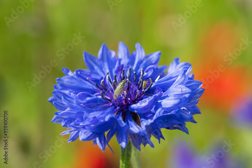 Close up of a cornflower (centaurea cyanus) in bloom photo