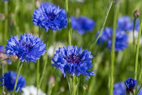 Photos Close up of blue cornflowers (centaurea cyanus) in bloom