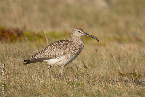 Eurasian whimbrel, common whimbrel, white-rumped whimbrel - Numenius phaeopus staying on meadow. Photo from Djupivogur in East Iceland.