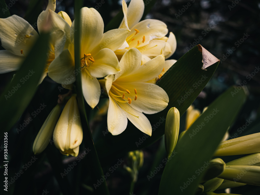 Obraz premium Yellow clivia flower