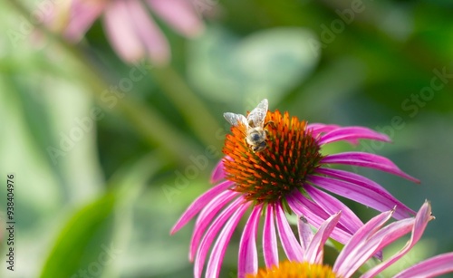 Echinacea cone flower and bee in the garden photo