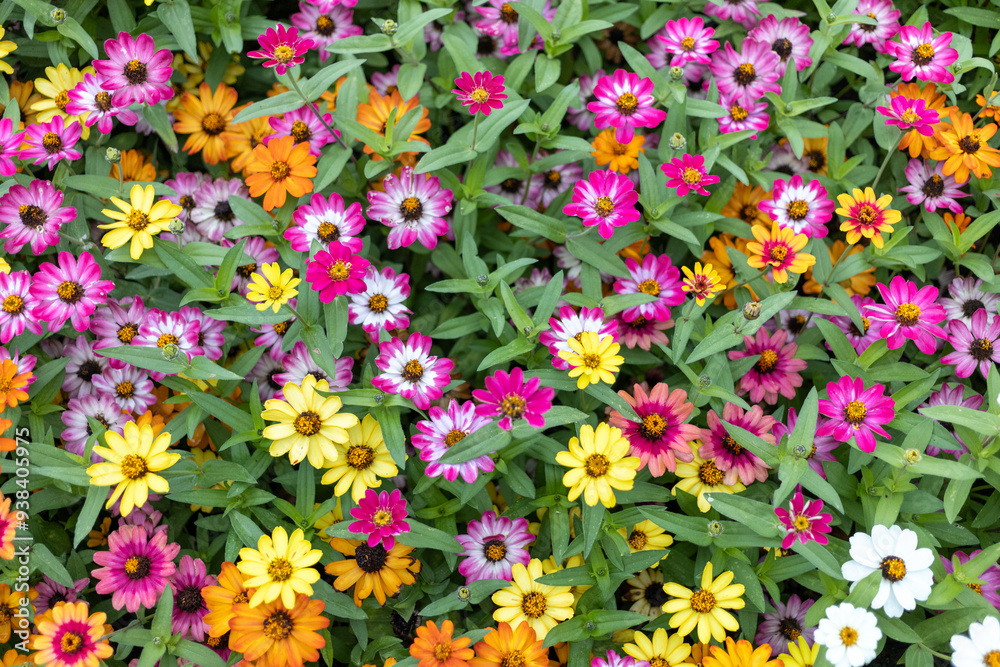 Fototapeta premium flowers in garden