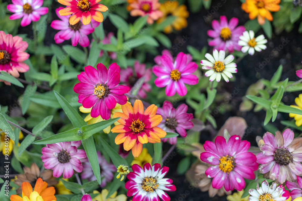 flowers in the garden flowers in the garden