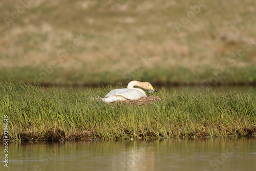 Whooper swan also known as the common swan - Cygnus cygnus - female nesting with green water in background. Photo from Djupivogur in East Iceland. photo