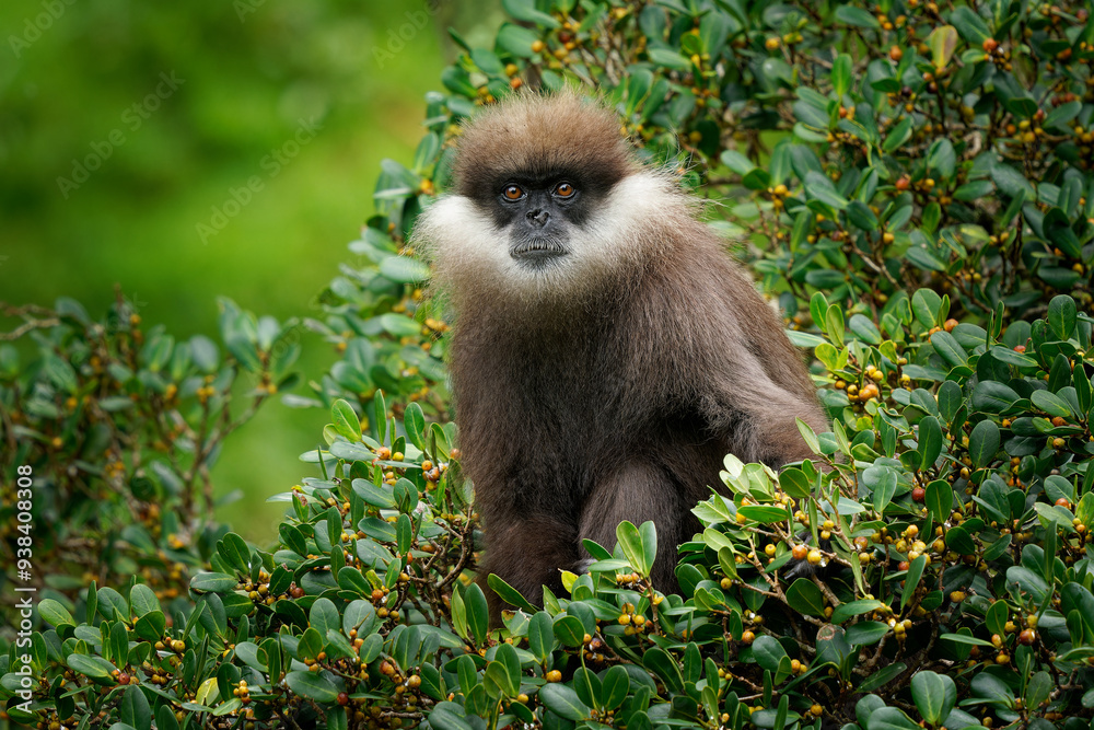 Fototapeta premium Purple-faced langur Semnopithecus vetulus also purple-faced leaf monkey, Old World monkey that endemic to Sri Lanka, long-tailed arboreal monkey, eating leafs and blossoms in the jungle