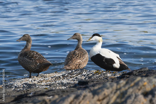 Common eiders , St. Cuthbert's ducks, Cuddy's ducks - Somateria mollissima, two females and one male on rock with blue sea water in backgroung. Photo from Djupivogur in East Iceland. photo