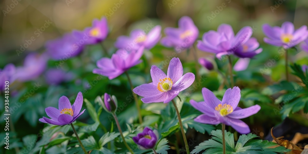 Early Spring-Blooming Plant from the Buttercup Family Early Spring-Blooming Plant from the Buttercup Family