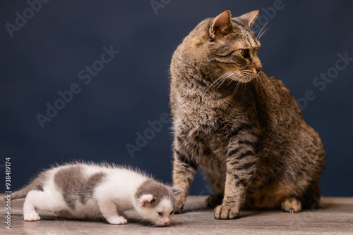 gato atigrado y gato bebé photo