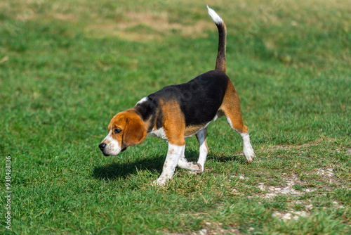 Canvastavla A young Beagle or Harrier puppy is running or looking for something in the green grass