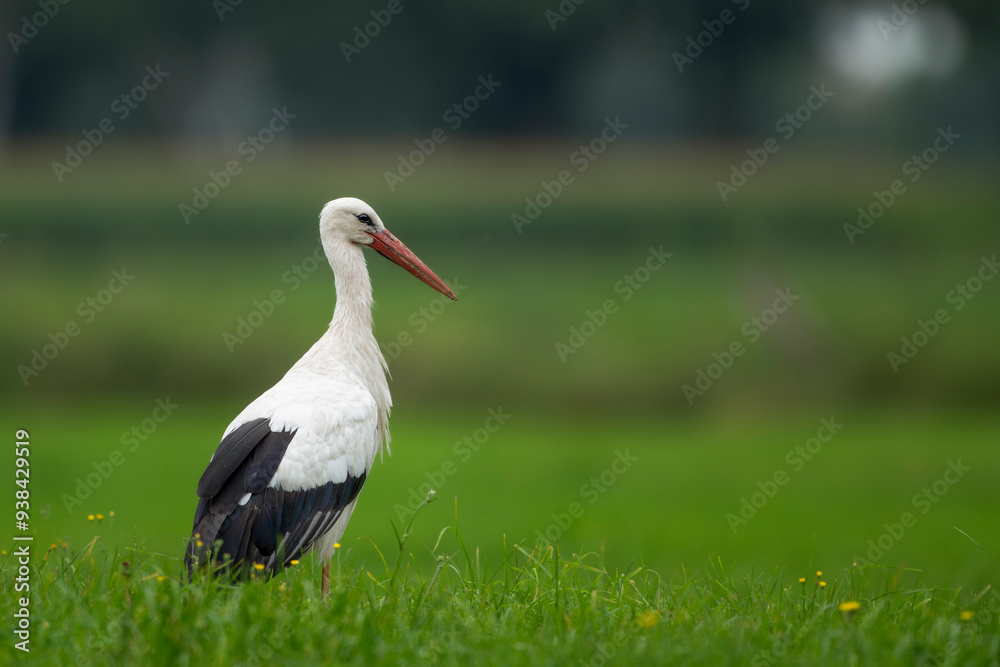 Fototapeta premium white stork in the grass