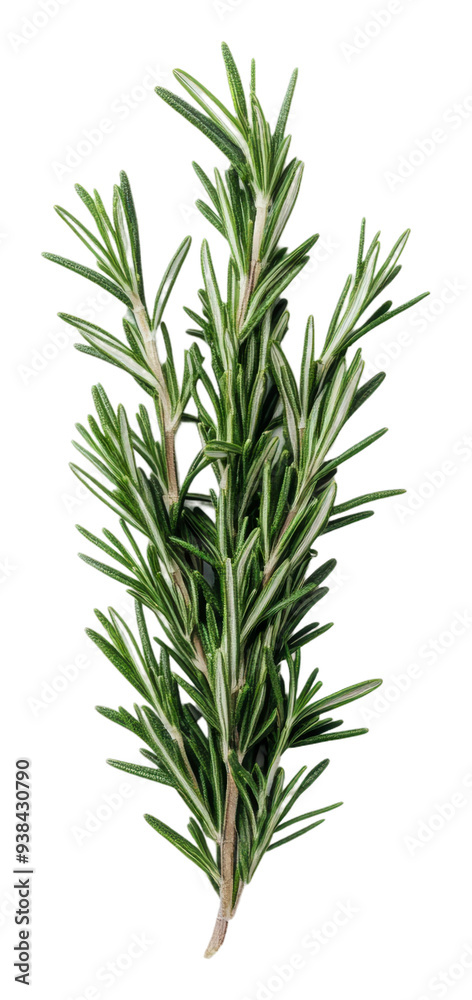 Obraz premium PNG Fresh rosemary sprig on white background