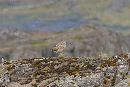 Eurasian whimbrel, common whimbrel, white-rumped whimbrel - Numenius phaeopus staying on rock with hills in background. Photo from Djupivogur in East Iceland. photo