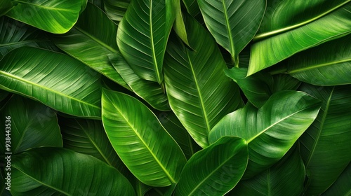 A close up of green leaves with a lush green background