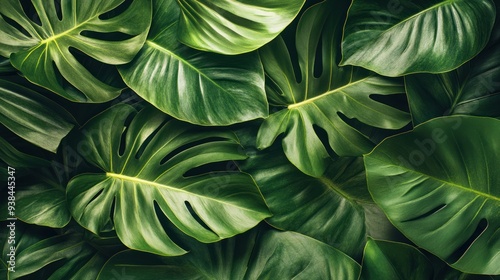 A lush green plant with large leaves and a variety of sizes photo