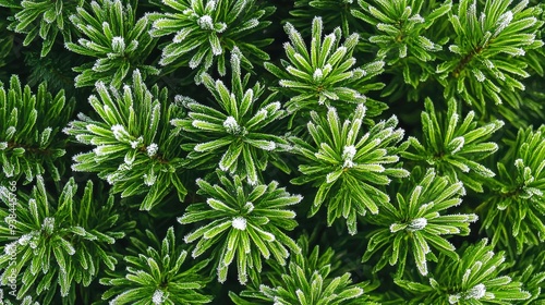 Top-down, high-angle shot, close-up of frost-covered pine needles. The scene showcases delicate, detailed textures with vibrant green hues illuminated by early morning light, tiny ice crystals shimmer