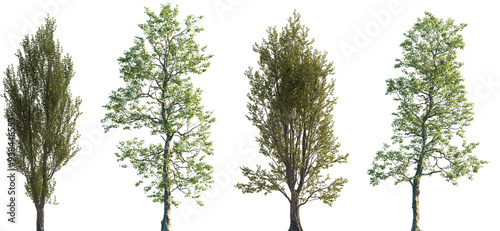 Fototapeta Naklejka Na Ścianę i Meble -  Set of Populus nigra (the black poplar) and Populus cathayana frontal set street trees isolated png on a transparent background perfectly cutout