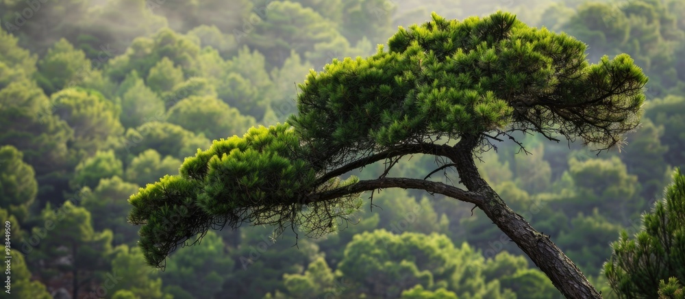 The Stone Pine Botanical Name Pinus Pinea Also Known As The Italian Stone Pine Umbrella Pine And Parasol Pine The Stone Pine Botanical Name Pinus Pinea Also Known As The Italian Stone Pine Umbrella Pine And Parasol Pine