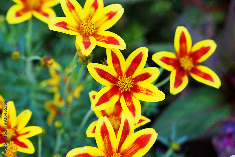 Bidens, better known as Bidens, better known as