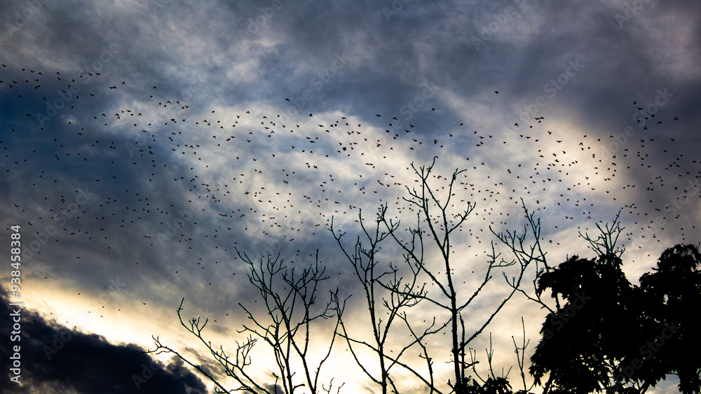 Naklejka premium birds in the sky neer the tree