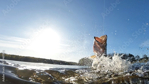 Принти на полотні Hooked northern pike caught by a sportsfisherman fighting and jumping out of the lake and splashing water around on a sunny May day at a lake in Finland
