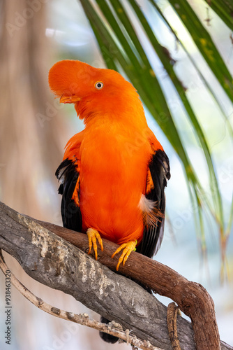 Close up of Andean cock-of-the-rock bird