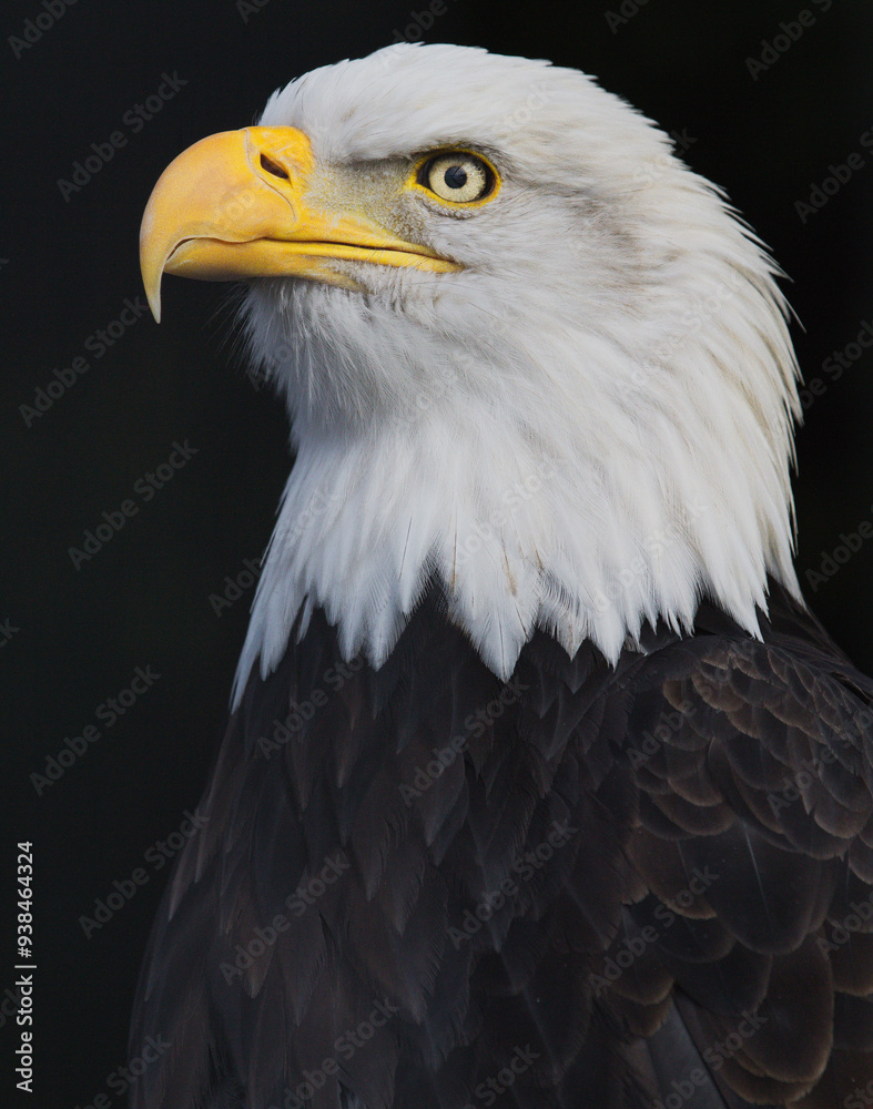 Close, detailed portrait of an adult Bald Eagle with piercing eyes against a black backdrop. Close, detailed portrait of an adult Bald Eagle with piercing eyes against a black backdrop.