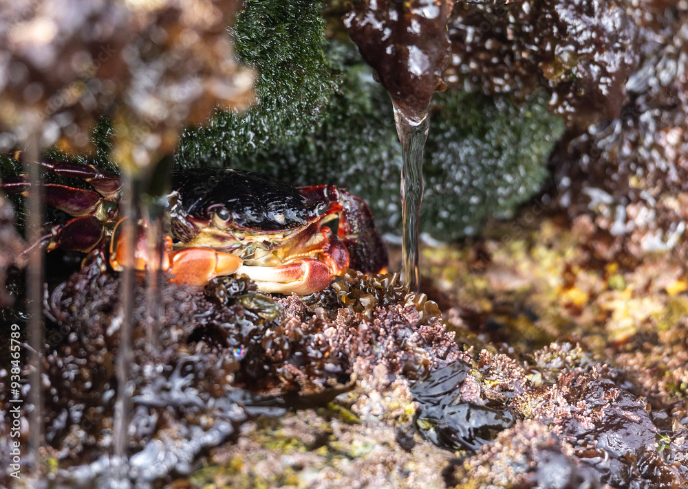 Crab in Laguna Beach Tidepool Crab in Laguna Beach Tidepool