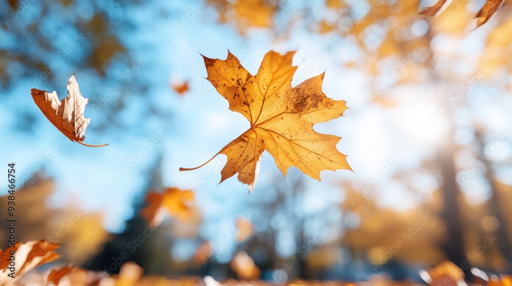 A clear autumn day with a close-up of a single maple leaf falling gracefully through the air, capturing the essence of the fall season with vibrant colors and clear blue sky. A clear autumn day with a close-up of a single maple leaf falling gracefully through the air, capturing the essence of the fall season with vibrant colors and clear blue sky.