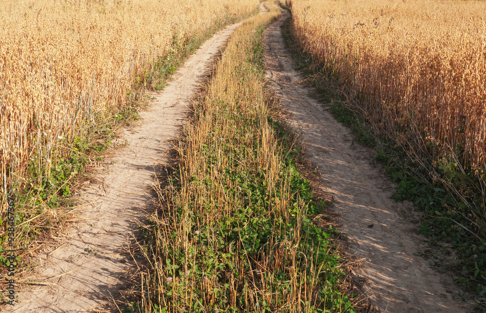 Closeup of country dirt road through yellow field, summer time Closeup of country dirt road through yellow field, summer time