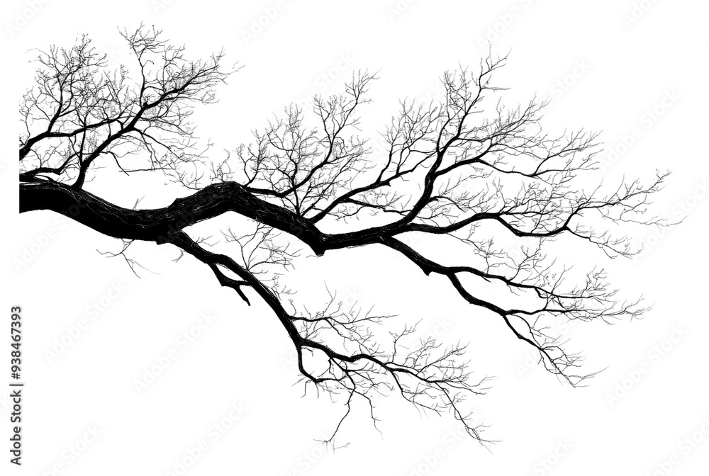 Fototapeta premium PNG Tree silhouette against bright sky