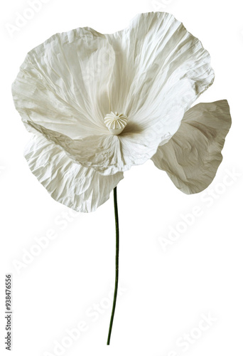 PNG Delicate white flower on a stem