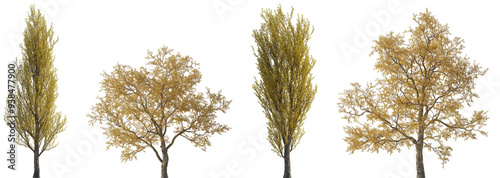 Set of autumn Populus nigra and Gleditsia triacanthos trees isolated png on a transparent background perfectly cutout	 photo