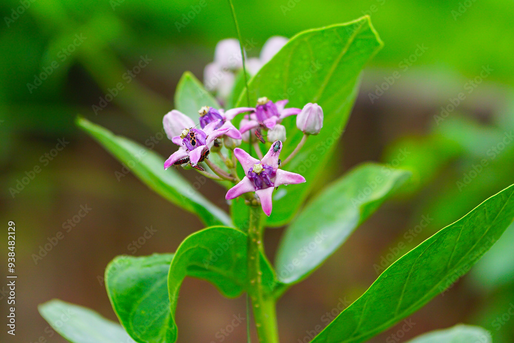 Purple color giant calotrope flowers with rain drops Purple color giant calotrope flowers with rain drops