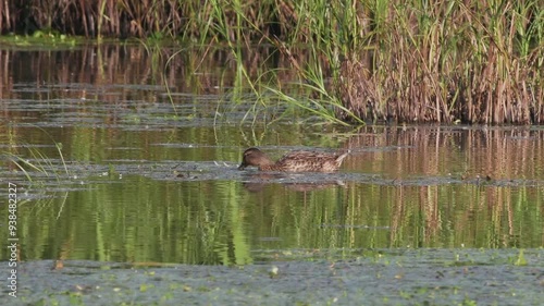 エサをついばむカルガモ