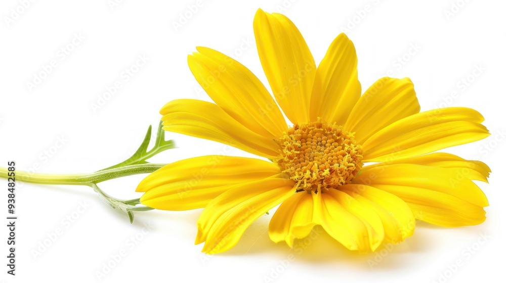 Obraz premium Single Yellow Daisy