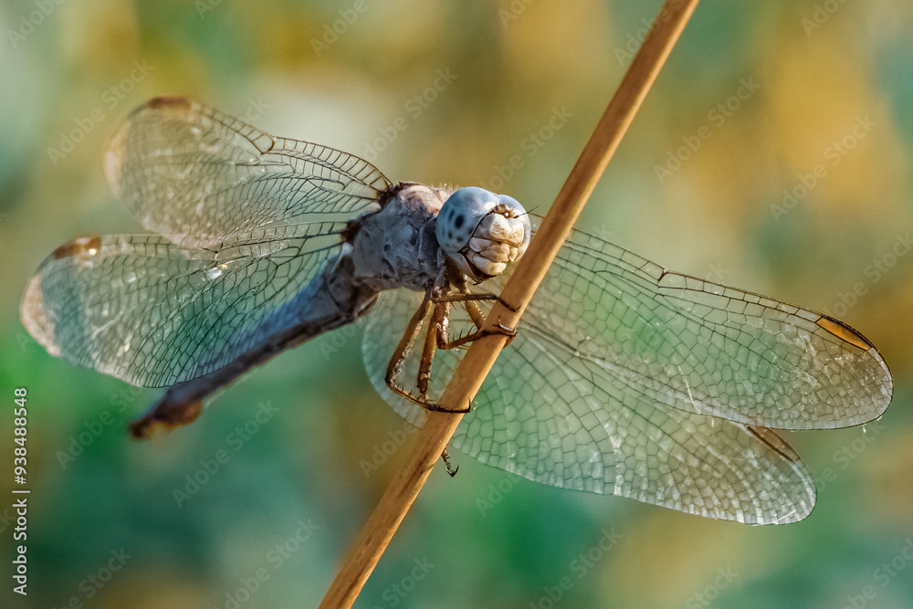 Blue dragonfly on a green leaf Blue dragonfly on a green leaf