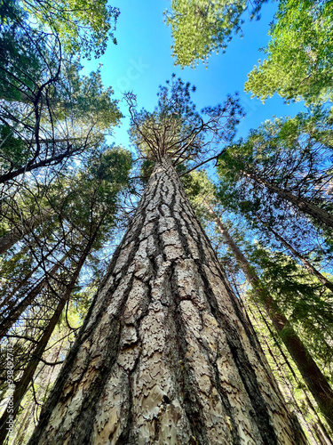 Foto grouping of ponderosa pines reach into the sky on a sunny day