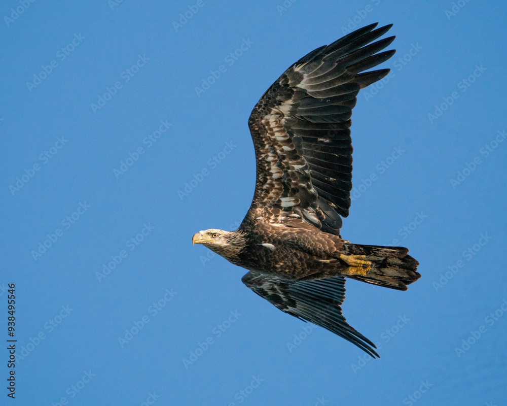Obraz premium Immature Bald Eagle