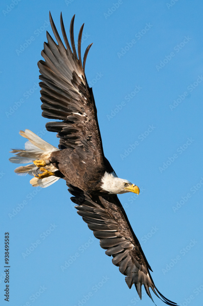 Fototapeta premium American Bald Eagle