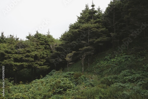 Canvas Print The edge of a dense pine woodland imposing on the landscape with lush foliage on a solemn overcast day