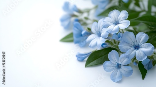 White plumbago or Cape leadwort flowers Close up small blue flowers bouquet isolated on white background : Generative AI photo