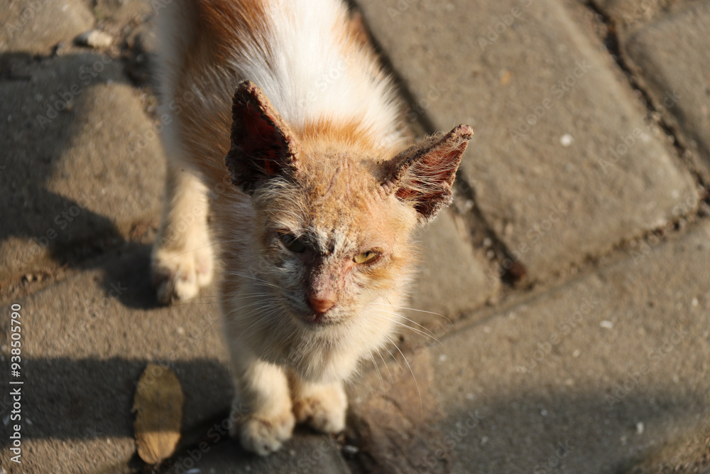 Detailed close-up of a stray cat (Felis catus) with a visible skin condition, showcasing the harsh realities of street animal life. Ideal for educational and veterinary content