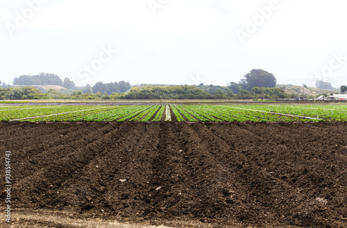 Agricultural Fields Rows With Plants And Just Soil photo