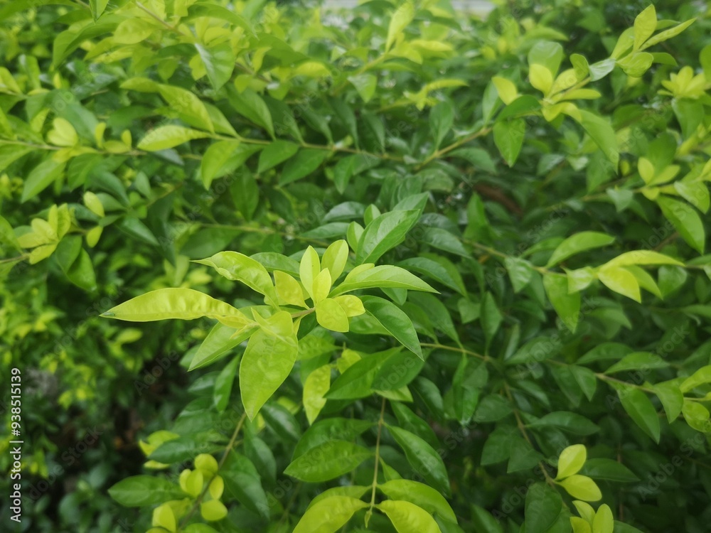 bush tree bush tree